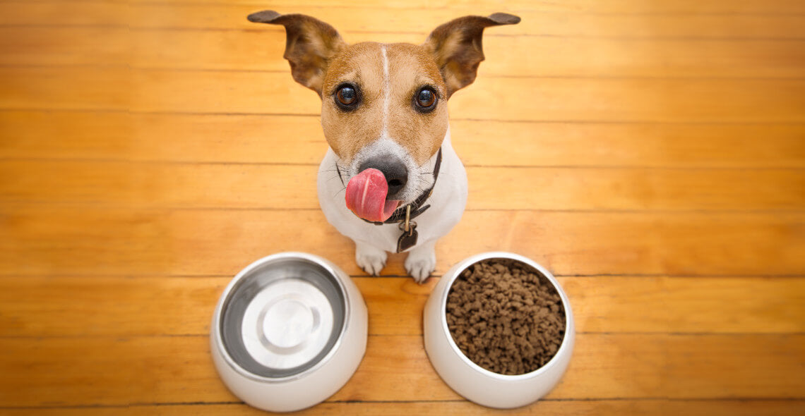 Pet Nutrition Diploma