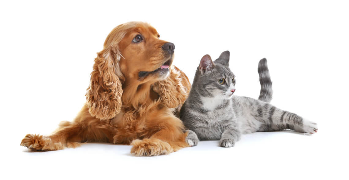 Introduction to Kennel and Cattery Management Certification