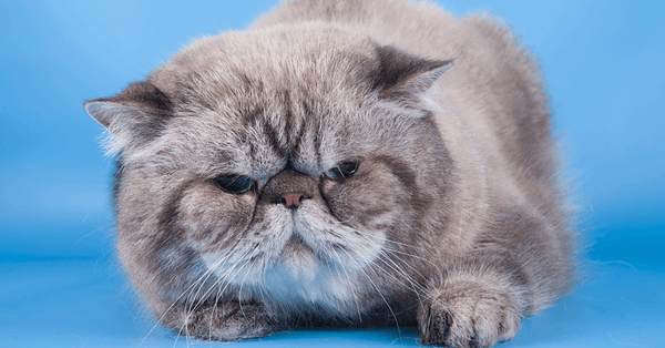 Introduction to Cat Behaviour Certification