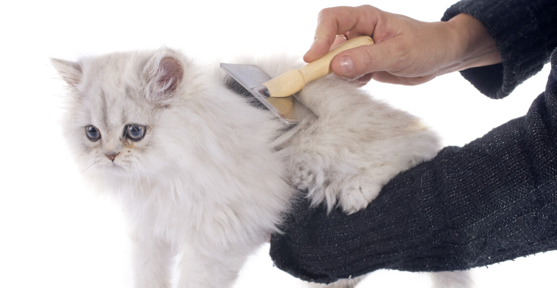 Introduction to Cat Grooming and Health Certification