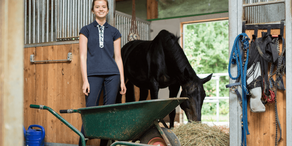 Horse Care and Stable Management Certification