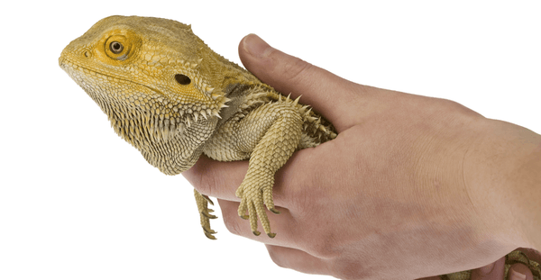 Introduction to Reptile Care Certification