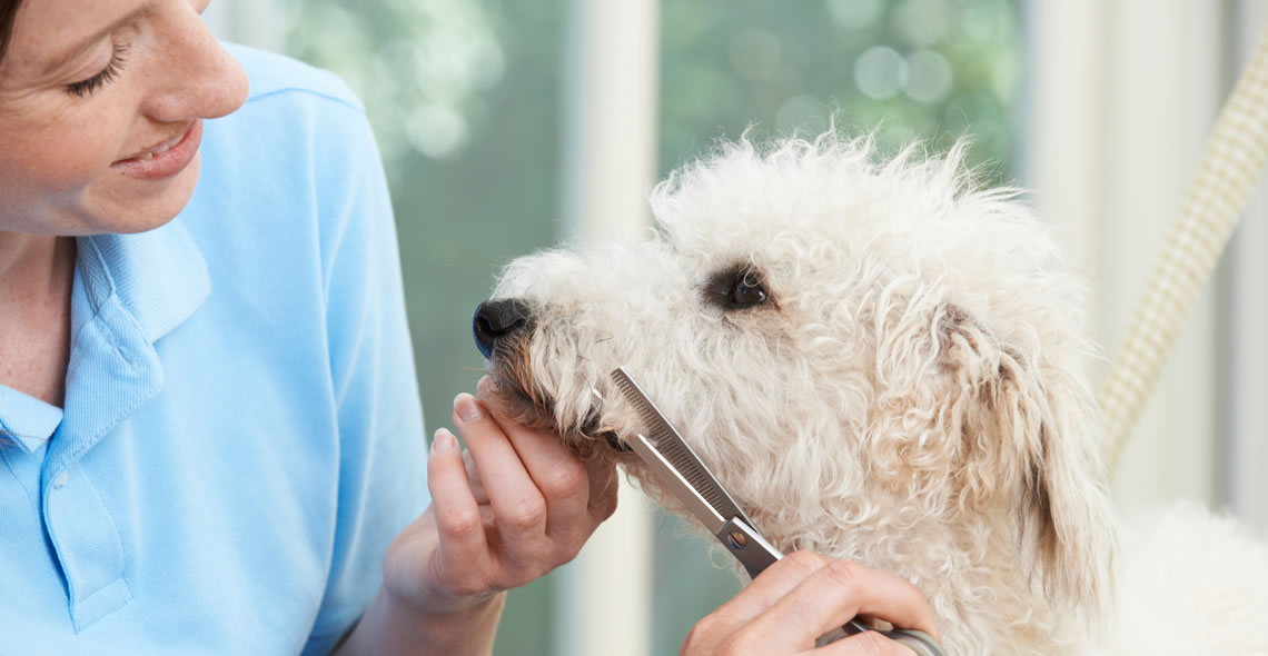 Dog Grooming Diploma